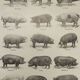 Original engraving from 1922 - Pig (2) - Old Pig board by AG Richard