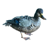 Polychrome terracotta duck