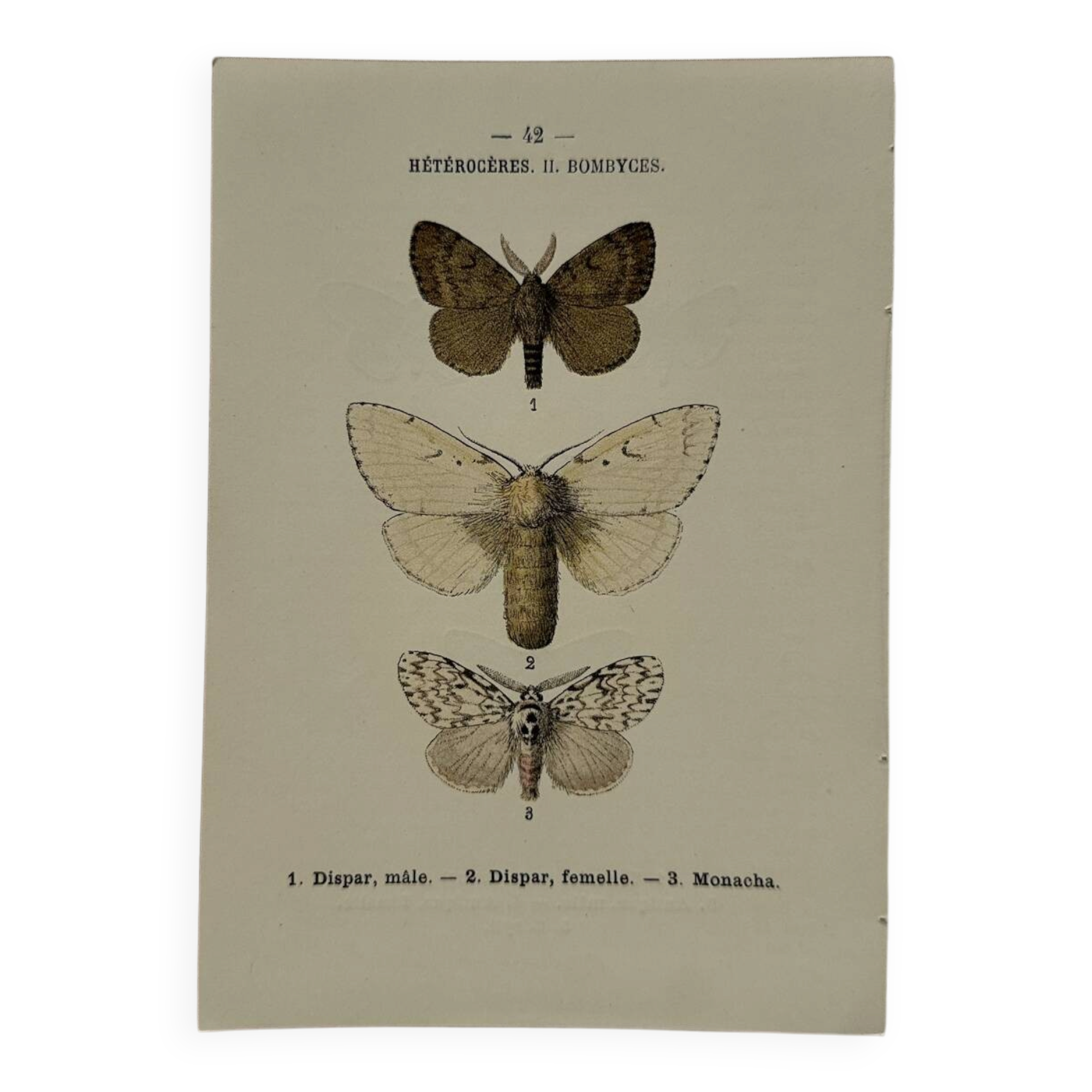Botanical Plate 1800 Old Naturalist Engraving 19th Century Double-Sided