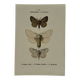 Botanical Plate 1800 Old Naturalist Engraving 19th Century Double-Sided