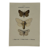 Botanical Plate 1800 Old Naturalist Engraving 19th Century Double-Sided