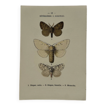 Botanical Plate 1800 Old Naturalist Engraving 19th Century Double-Sided
