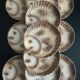 12 fish dinner plates