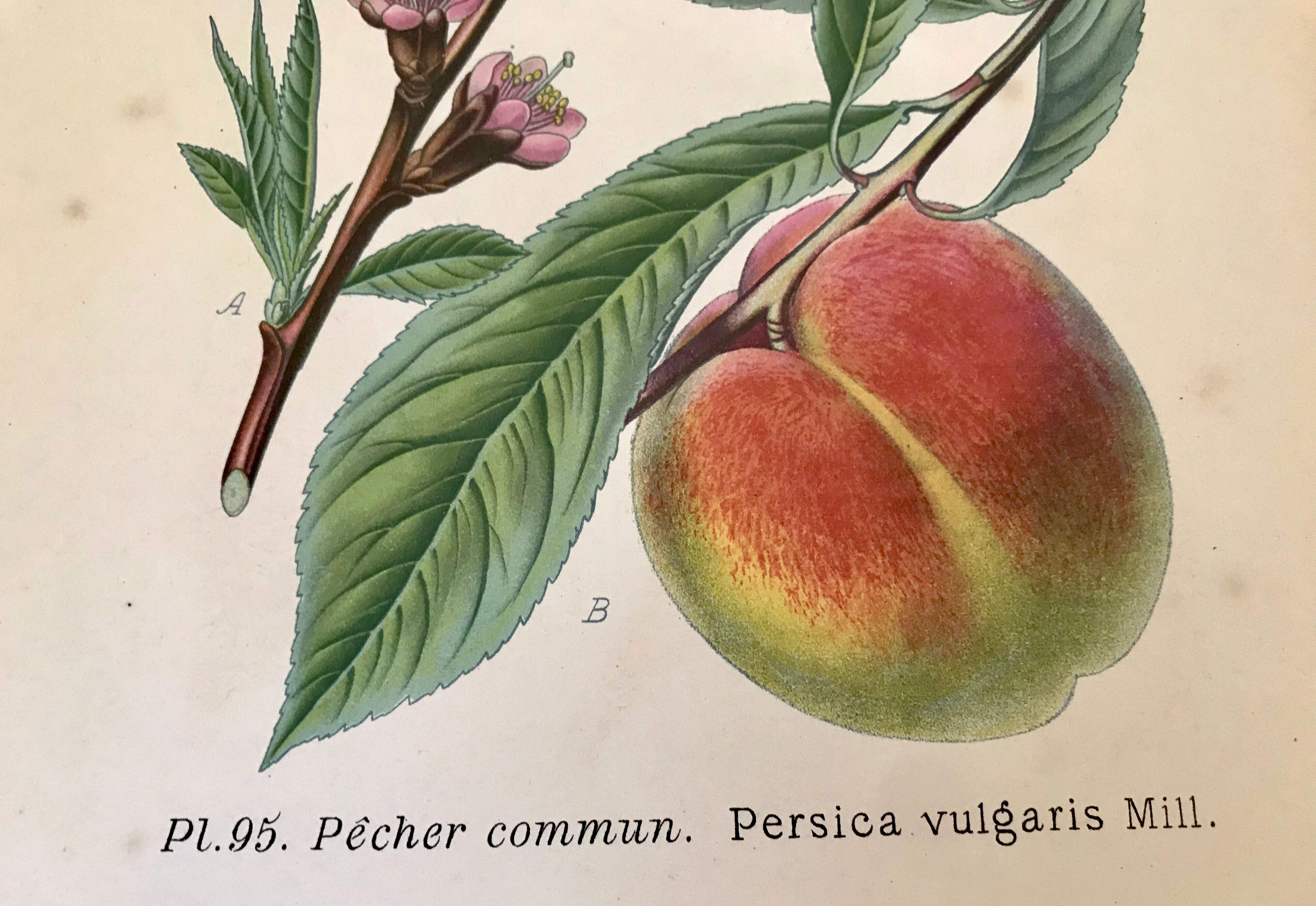 Botanical fruit boards 1891