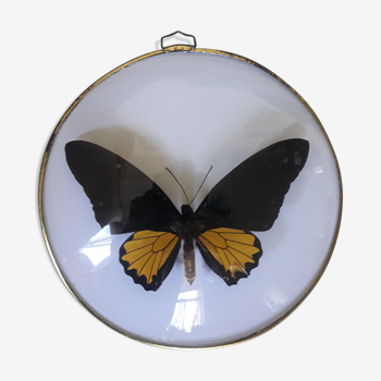 Framed butterfly bulging round frame