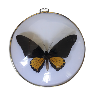 Papillon encadré cadre rond bombé