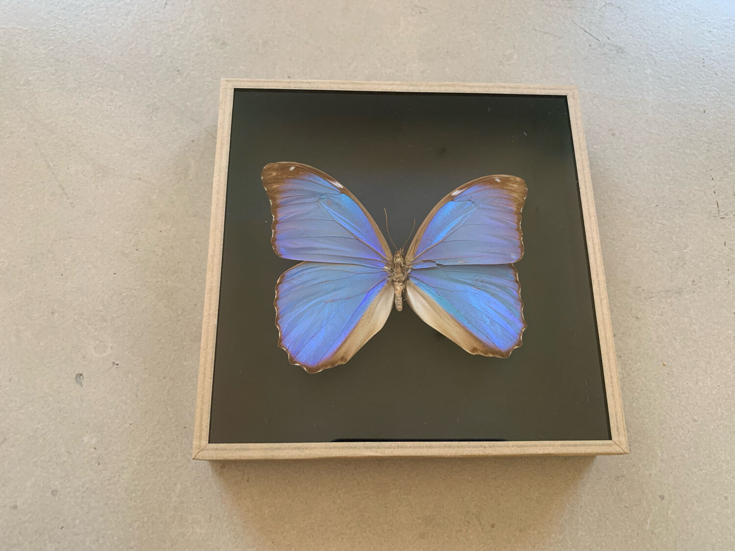 Butterfly naturalized iridescent under glass 16x16cm