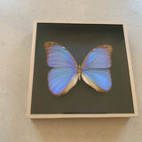Butterfly naturalized iridescent under glass 16x16cm