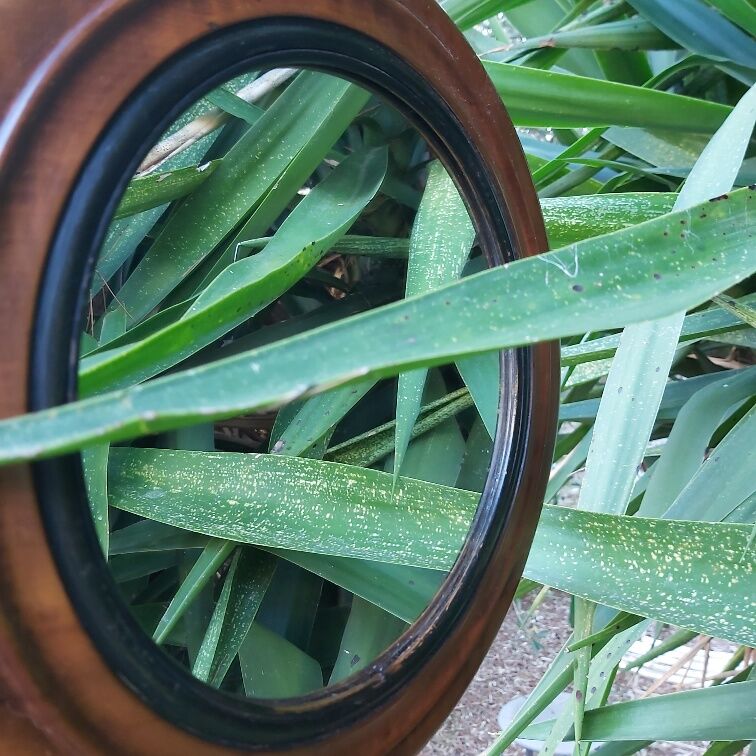 Old wooden round mirror