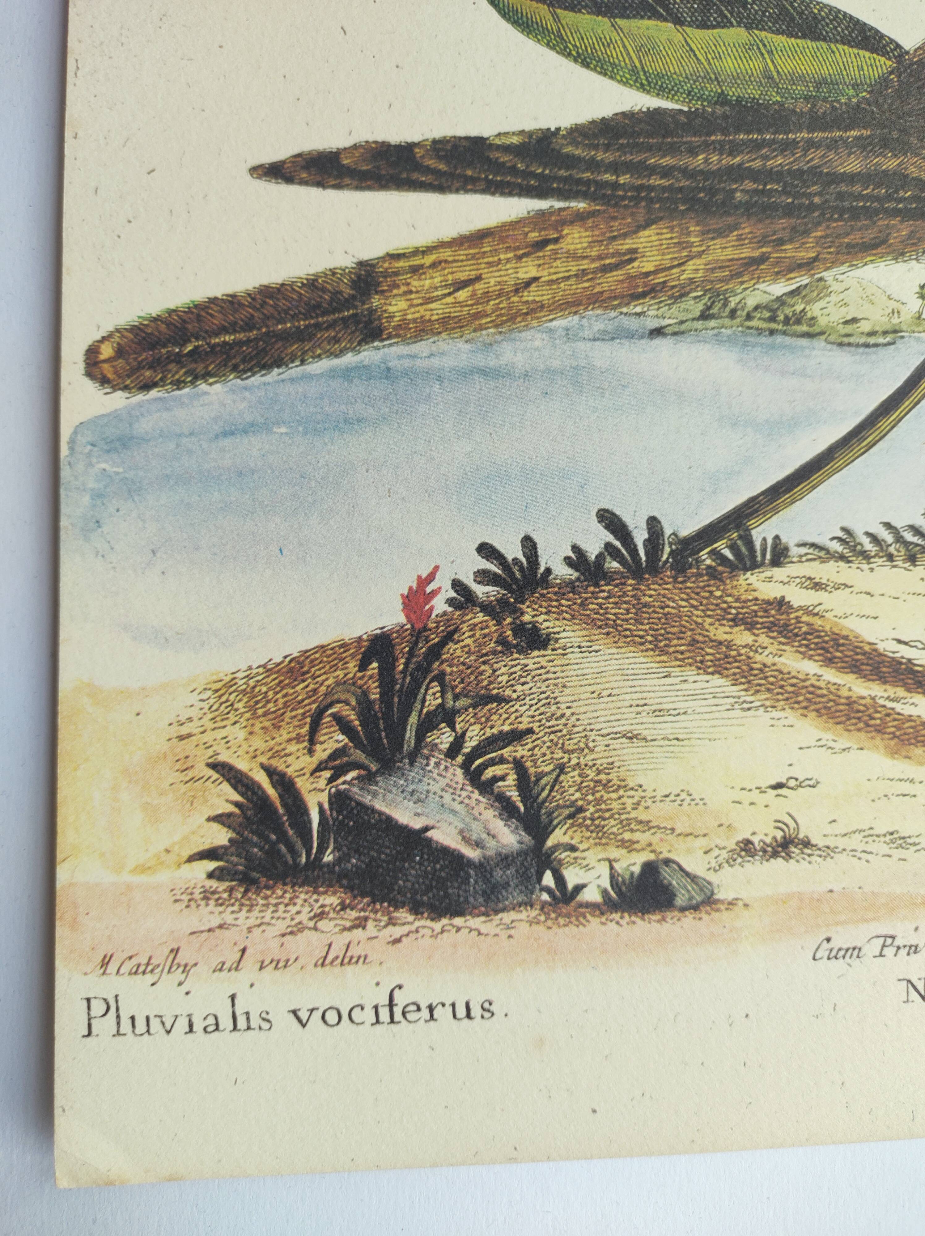 Old bird engraving - Screaming Plover - Zoological plate by Seligmann & Catesby