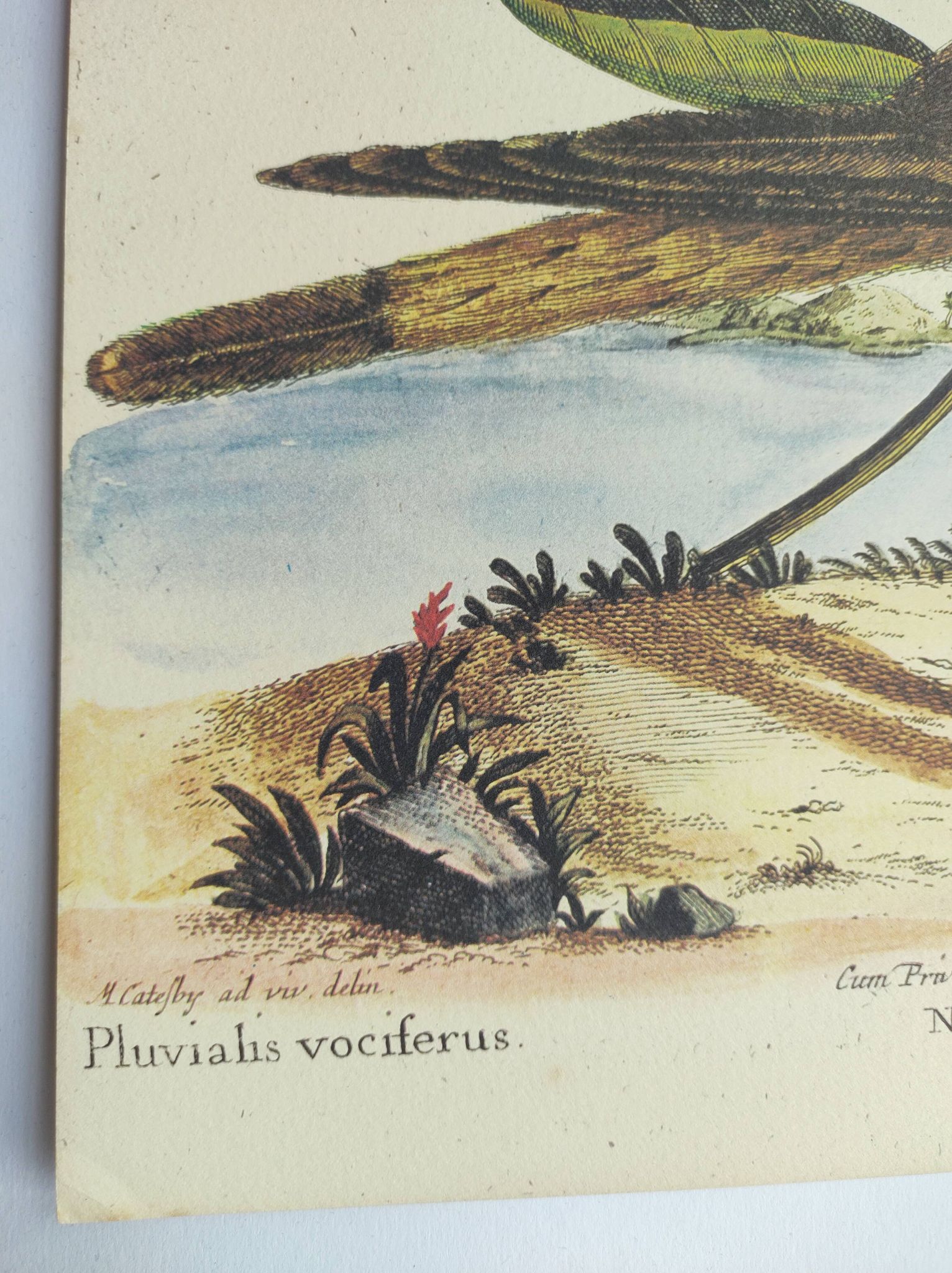 Old bird engraving - Screaming Plover - Zoological plate by Seligmann & Catesby