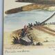 Old bird engraving - Screaming Plover - Zoological plate by Seligmann & Catesby