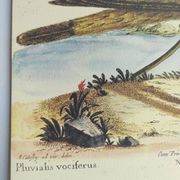 Old bird engraving - Screaming Plover - Zoological plate by Seligmann & Catesby