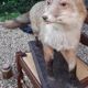 Naturalized European fox with very beautiful coat, put on wooden support – Very good condition