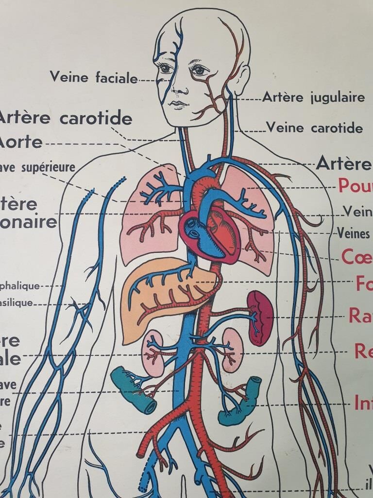 School anatomy poster