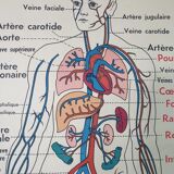 School anatomy poster