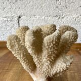 White coral