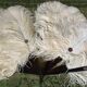 Fan scale ostrich feathers Napoleon III
