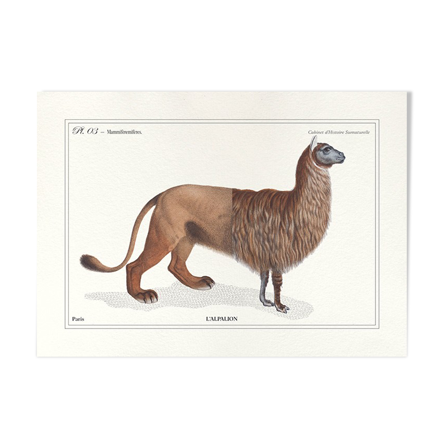 Chimera lithography engraving animal - the alpalion