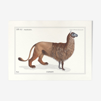 Chimera lithography engraving animal - the alpalion