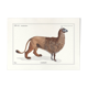 Chimera lithography engraving animal - the alpalion