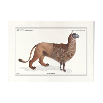 Chimera lithography engraving animal - the alpalion