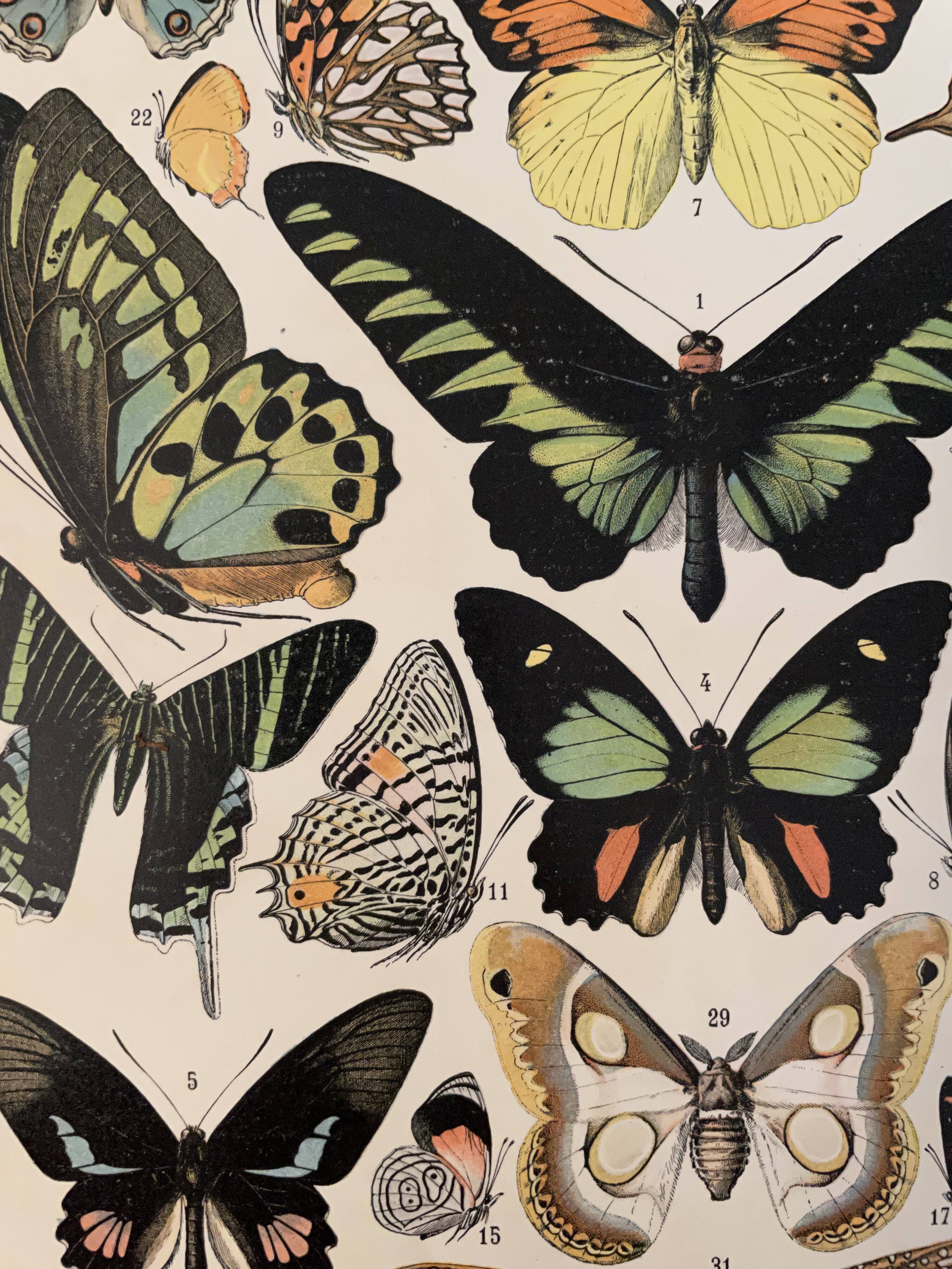 Lithograph engraving exotic butterflies from 1897