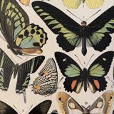 Lithograph engraving exotic butterflies from 1897