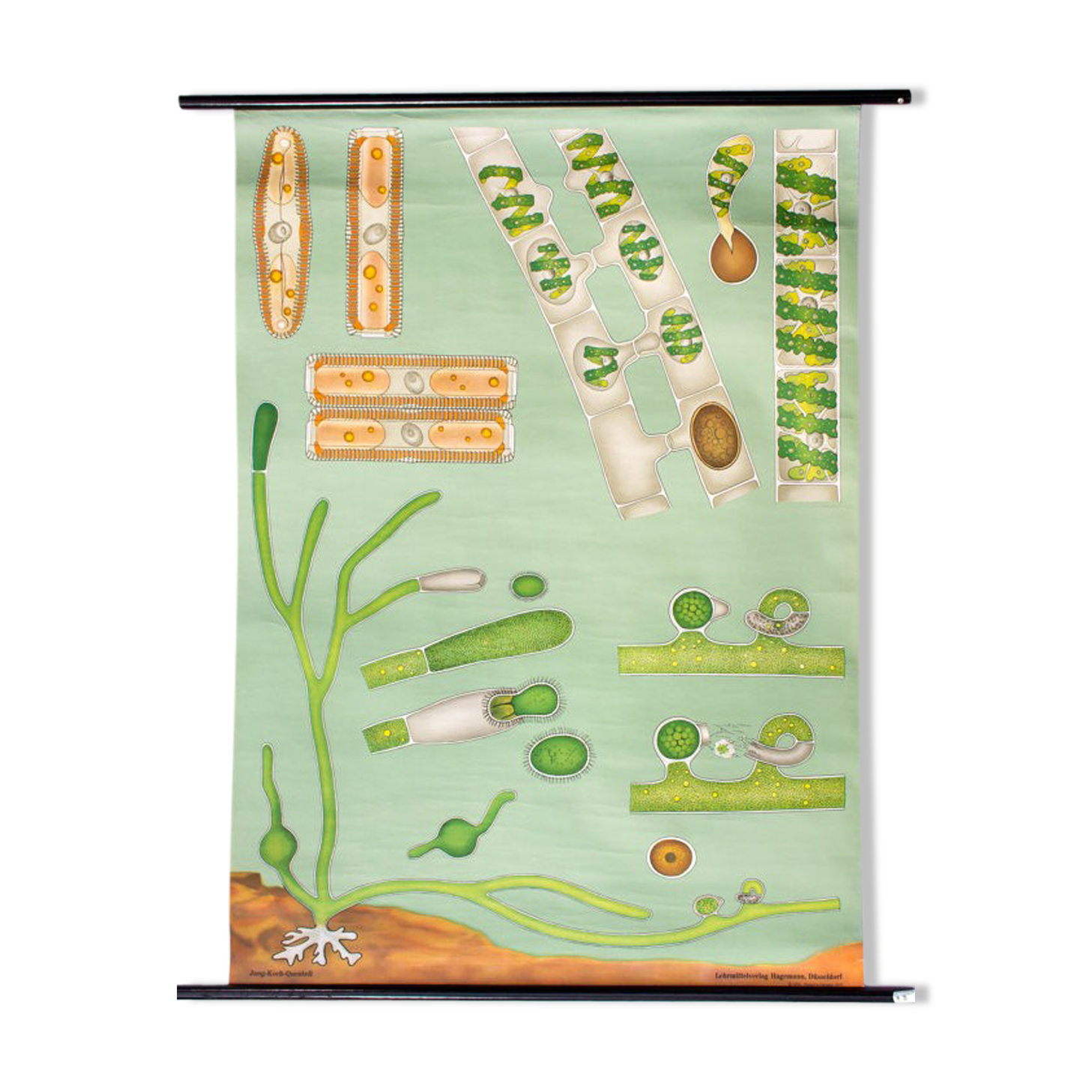 Wall poster of the school by Jung-Koch-Quentell "seaweed" 1970