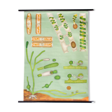 Affiche murale de l’école par Jung-Koch-Quentell "algue" 1970