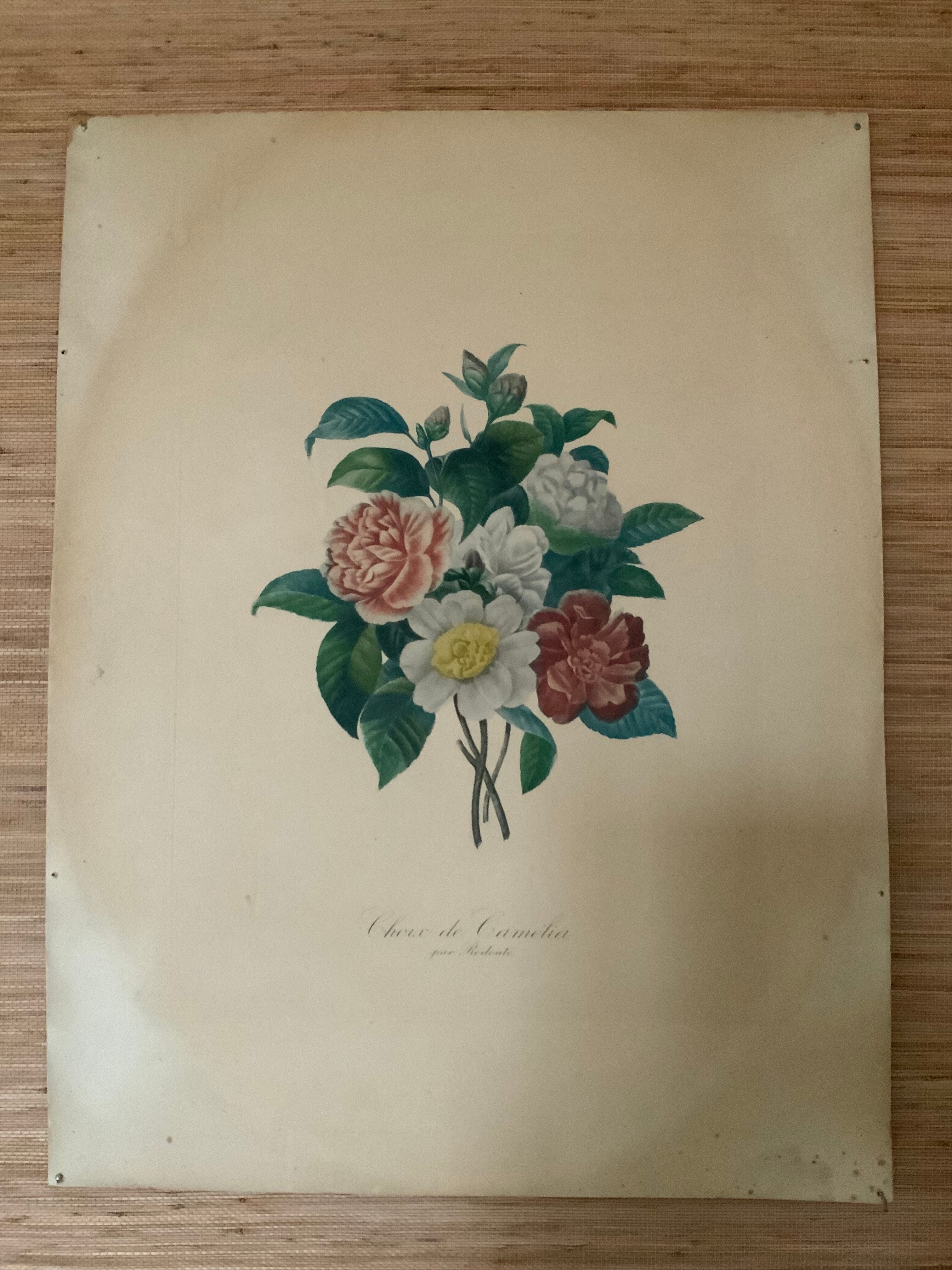Pair of plates or botanical engravings XVIII