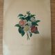Pair of plates or botanical engravings XVIII