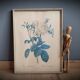 Frame illustration rose one hundred leaves foliaceous