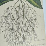 Old bird engraving - Chickadee - Zoological plate by Seligmann & Catesby. 1973