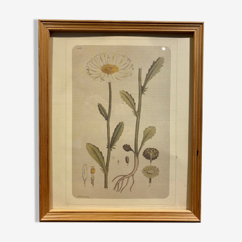 Framed botanical board, Marguerite