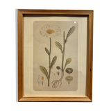 Framed botanical board, Marguerite