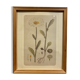 Framed botanical board, Marguerite