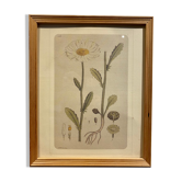 Framed botanical board, Marguerite