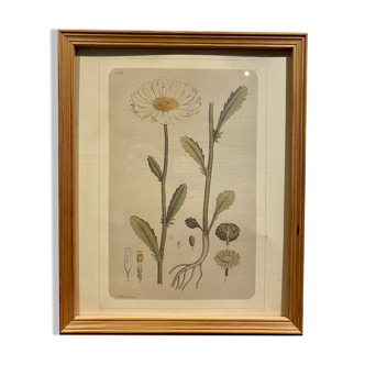 Framed botanical board, Marguerite