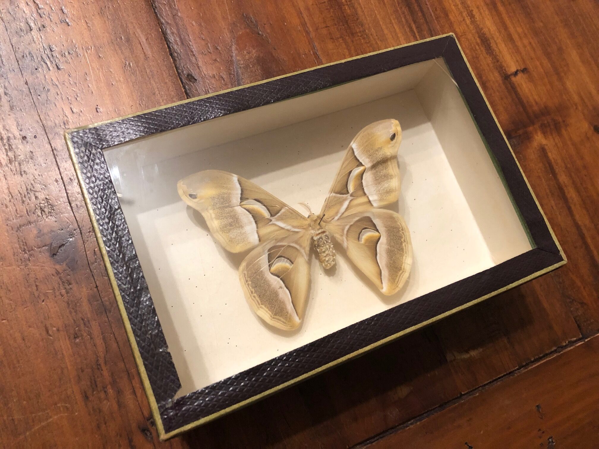 Naturalized butterfly frame