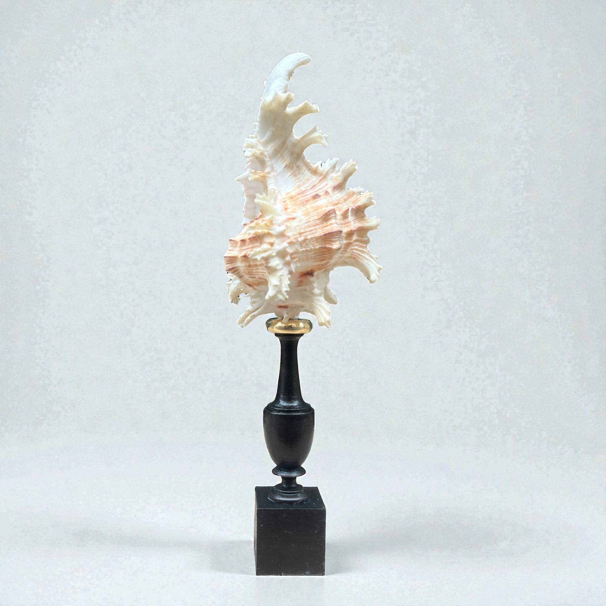 Murex shell on a turned blackened wooden base, 19th century.