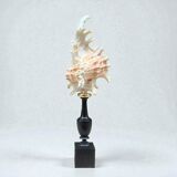 Murex shell on a turned blackened wooden base, 19th century.