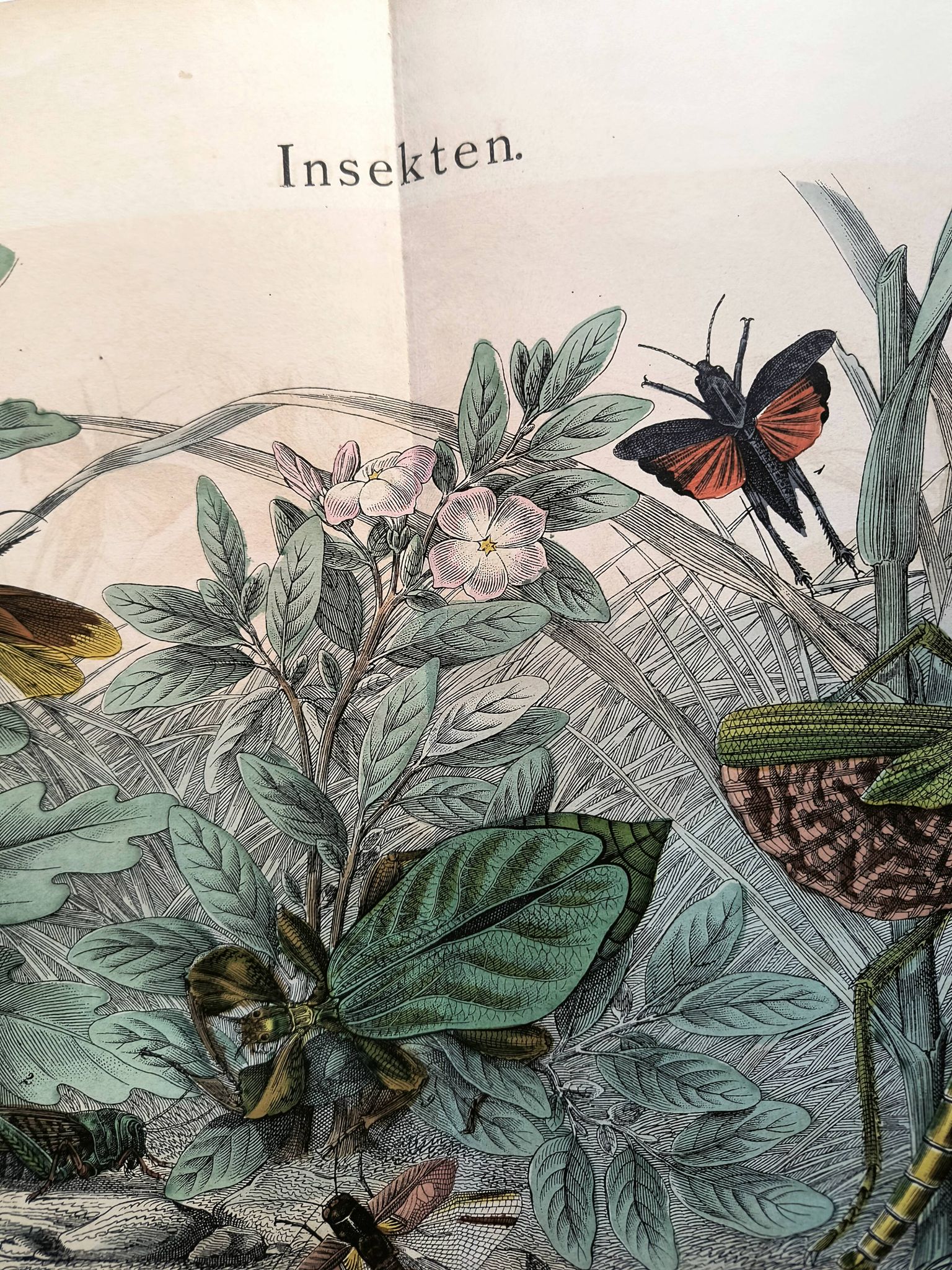Old engraving from 1886 - Tropical insects and grasshoppers - Lithograph