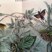 Old engraving from 1886 - Tropical insects and grasshoppers - Lithograph