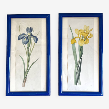 Pair of botanical frames