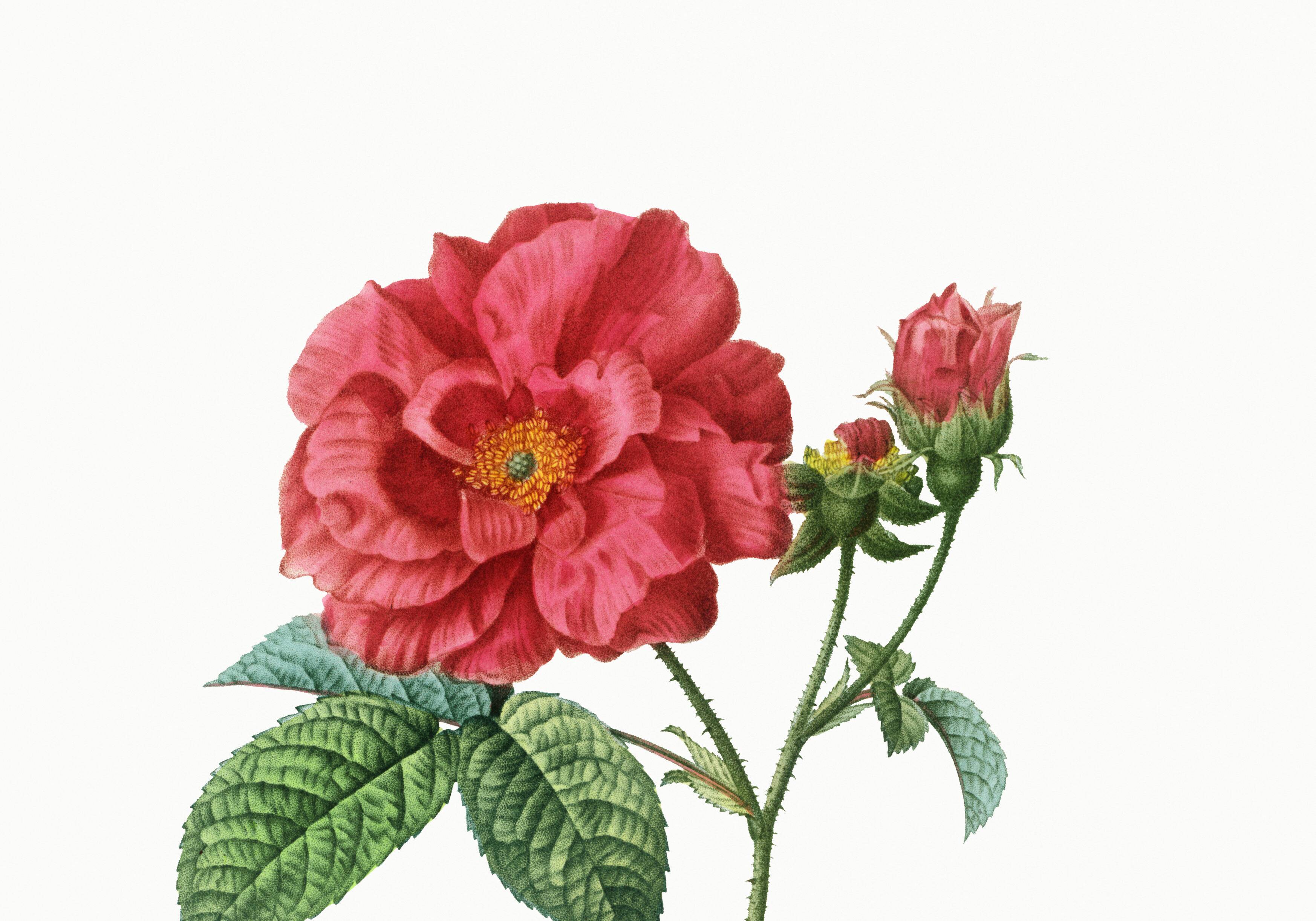 Poster about “French rose”, after an engraving from 1802