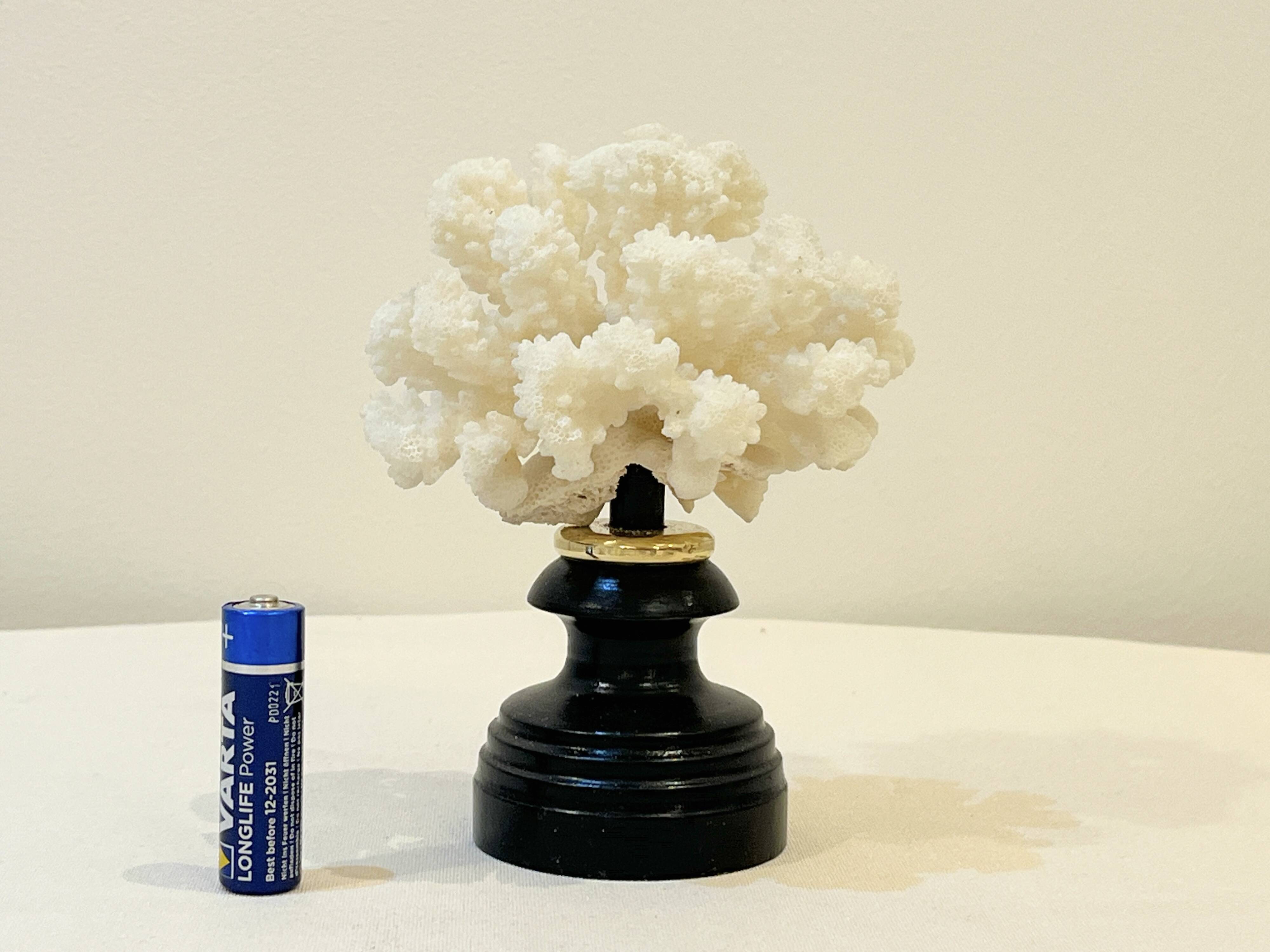 Antique natural white bush coral on wooden base Napoleon III cabinet of curiosities