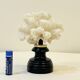 Antique natural white bush coral on wooden base Napoleon III cabinet of curiosities