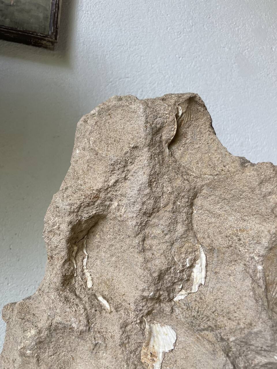 Fossil sedimentary rock and shell