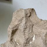 Fossil sedimentary rock and shell